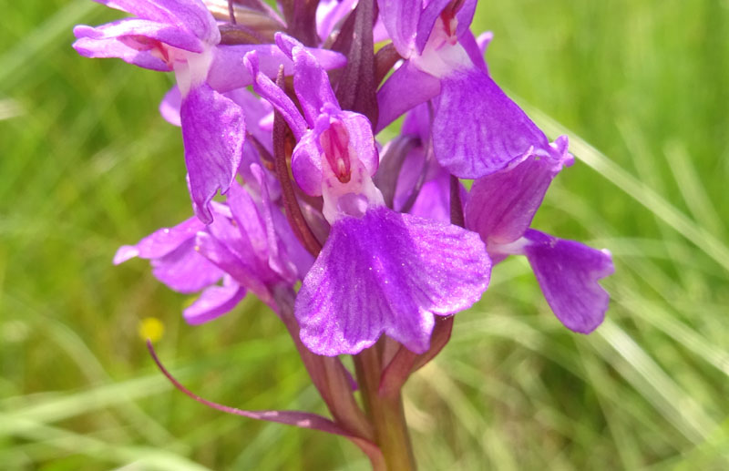 Dactylorhiza traunsteineri ?